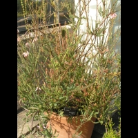 Erica Bauera Andrews (fam. Ericacees) (Afr. du sud) (Parc de la tete d'or) (1)